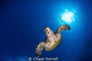"Turtle Bomb"
A Hawksbill dives into the blue after catc... by Chase Darnell 